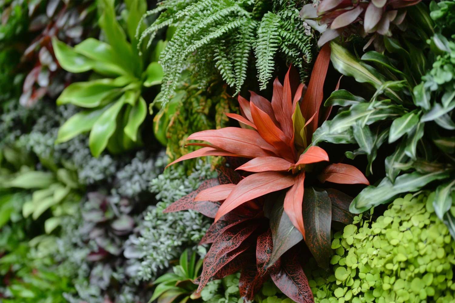 Selección de plantas ornamentales resistentes al clima paraguayo Selección de plantas ornamentales resistentes al clima paraguayo